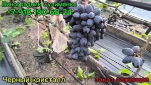 Чёрный кристалл, Хелена.