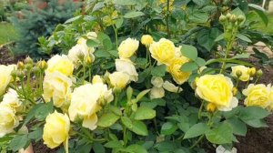 Цветение роз в июне 2025 года.