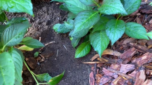 Пришпиливаю к грунту побеги крупнолистной гортензии