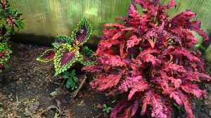 Колеусы растут, скоро продажа! Уже красота!)#колеусы #ц?