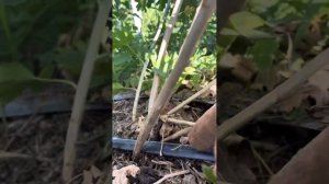 Формировка и обрезка золотистой смородины (капитан)