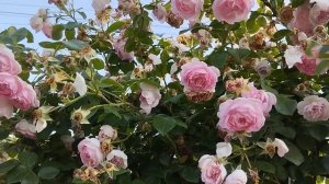 Обрезка плетистой розы Жасмина.