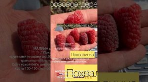 Лучшая малина от питомника Школьный Сад 🇷🇺☎️8-926-645-4