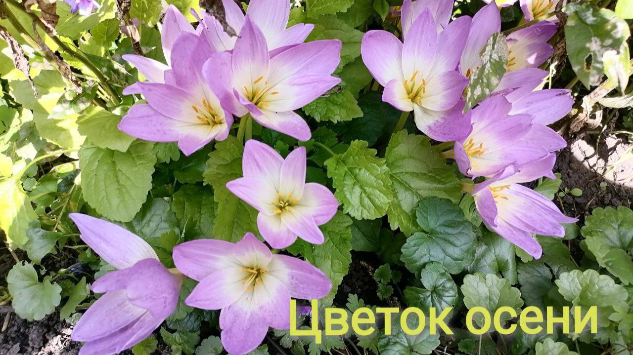 Безвременник - особенности цветка. Осень! смотреть онлайн