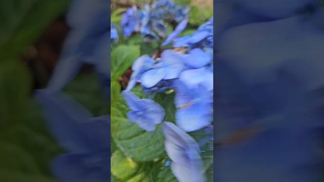 гортензия крупнолистная Pop Star.