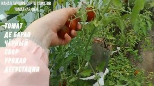 ТОМАТ ДЕ БАРАО ЧЁРНЫЙ очень урожайный, красивый, непри