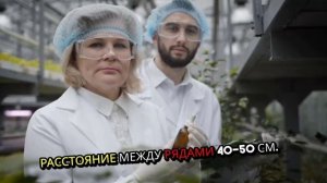 Капуста кольраби. Как садить. Методы. Условия. Правила.