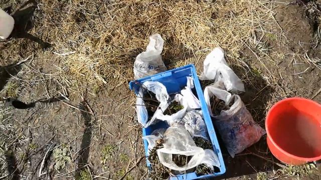 С чего начались наши ягодники // Канал "Секреты хороших