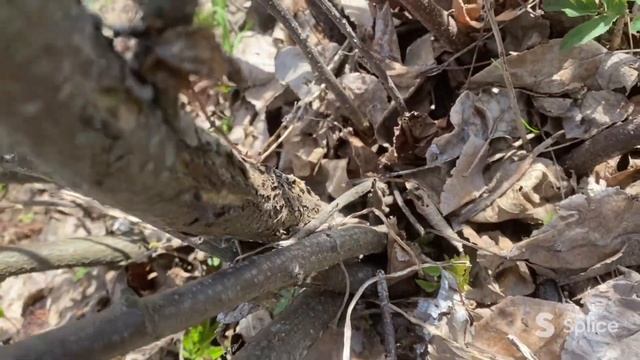 Черная смородина плохо плодоносит? Обрезать! смотреть онлайн