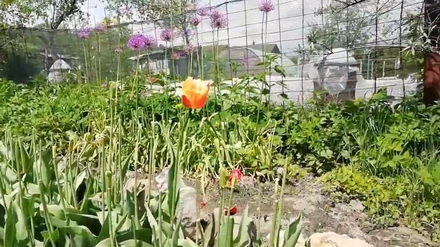 Что делать после цветения тюльпанов? смотреть онлайн