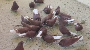 Красные Николаевские голуби (маточник 2025 г. )