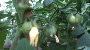 ТОМАТ ТОЛСТЫЙ ДЖЕК - КАК ФОРМИРОВАТЬ? Ольга Чернова.