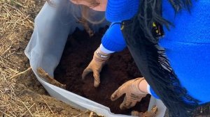 Выращивание голубики: подготовка и посадка