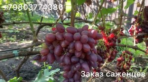 Виноград  Эффект , Полонез , Ромина , Каталония , Памяти