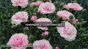 ГВОЗДИКУ ПЕРИСТУЮ ВЫРАЩИВАЮ ЧЕРЕНКАМИ ТОЛЬКО ТАК! РЕЗ