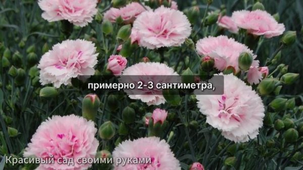 ГВОЗДИКУ ПЕРИСТУЮ ВЫРАЩИВАЮ ЧЕРЕНКАМИ ТОЛЬКО ТАК! РЕЗ