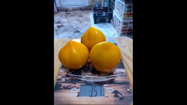 Самый лучший томат в мире 2023 г.! Высокоурожайный, сладк смотреть онлайн