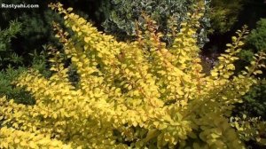 Мои 20-ть барбарисов в мае. Обзор сортов.