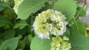 МЕНЯЕМ ЦВЕТ ГОРТЕНЗИИ ПРЯМО НА КЛУМБЕ #гортензия #куст