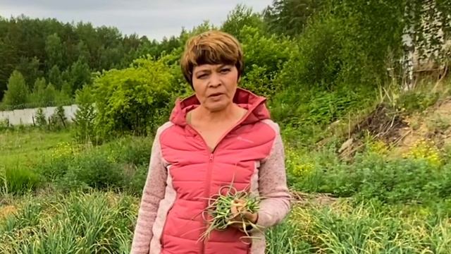 Чеснок пошёл в стрелку. Что делать дальше? #ШПС № 105 смотреть онлайн