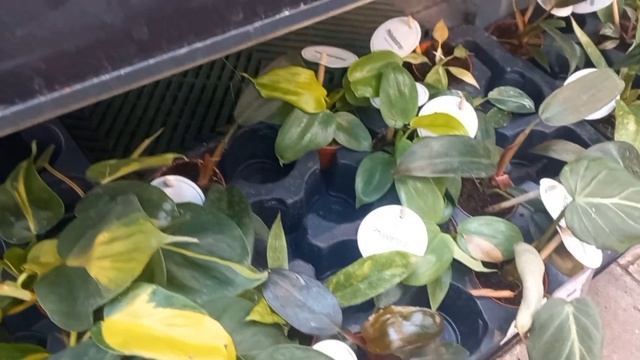 ОБЗОР комнатных растений в ОБИ. смотреть онлайн