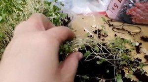 Годеция, пикировка рассады 🌷🌻🌹