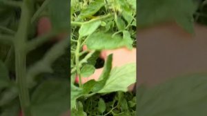 Уличные томаты: монгольский карлик, Турецкий стелющий