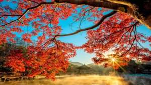 ИНОМИРНАЯ ЧАРУЮЩАЯ МУЗЫКА ДЛЯ ДУШИ БЕСПЛАТНО 🎵 УСПОКАИВАЮЩАЯ МУЗЫКА ДЛЯ СНА СЛУШАТЬ БЕСПЛАТНО