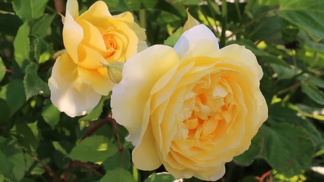 РОЗЫ СЕЛЕКЦИИ ОСТИНА. ХИТЫ СЕЗОНА - ОСТИНКИ. РОЗЫ В САД? смотреть онлайн