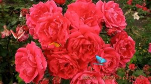 Роза канадская парковая Александр Макензи 🌿 обзор: к?