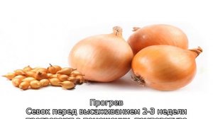 Сроки посадки лука севка в Подмосковье