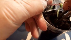 Бальзамин всходы семян/Пикировка Бальзамина/