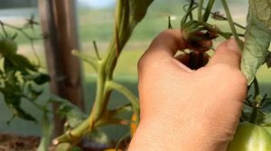 Томат салатный ИЛЬЯ МУРОМЕЦ. Ярославская обл.