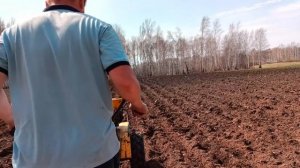 Посадка семян, лук Чернушка сорт «Штуттгарт Ризен»