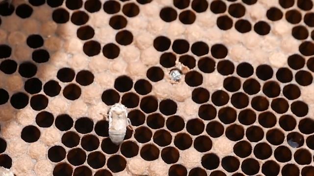 Пчеловодство Для начинающих Что такое расплод на вых? смотреть онлайн