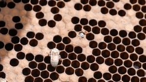 Пчеловодство Для начинающих  Что такое расплод на вых?