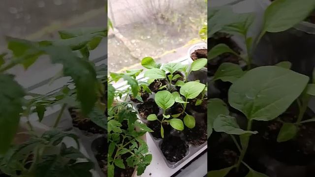 Апреля,а уже набрали цвет!#огороднаподоконнике #садов?