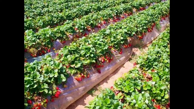 Как заработать 520 000 рублей на выращивании клубники смотреть онлайн