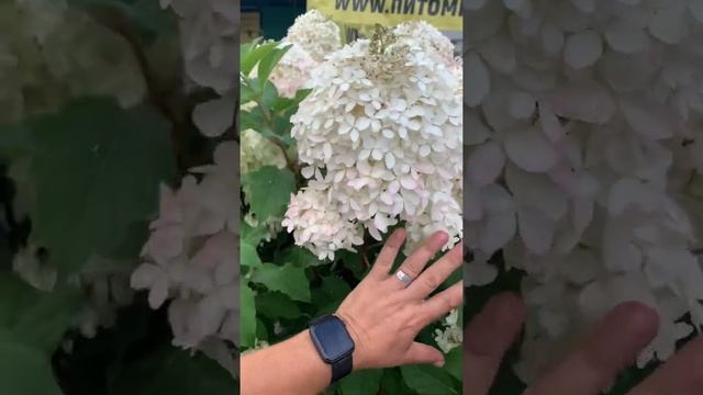 Гортензия метельчатая Фантом— В 1789 году английский у смотреть онлайн