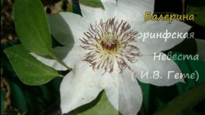 Клематисы: белые начинают и выигрывают