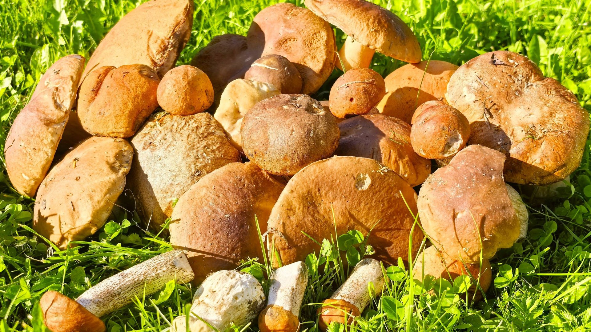 Пришли счастливые денёчки - пошли прекрасные грибочки !