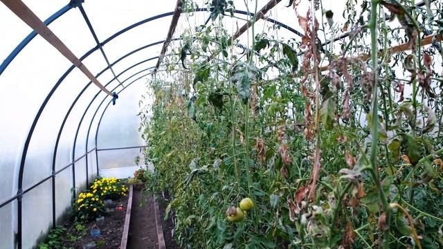 ЧЕЛОВЕК ЗРЕЕТ. Юрга. Сельский учитель и цветовод Алекс смотреть онлайн