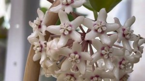 КАК ЦВЕТЁТ Hoya Australis Lisa 🌸✅🌸