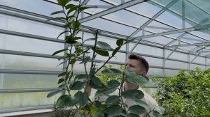 Обрезка комнатного лимона: пошаговая инструкция от Па