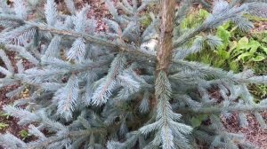 23.08.25 Хвойный Сад Надежды ч1