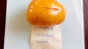 Томат Большая желтая зебра Big yellow zebra