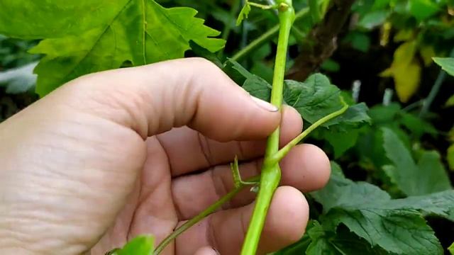 Прививка винограда, зелёное в зелёное. Что нужно учест