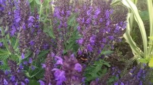 Шалфей карликовый Маркус