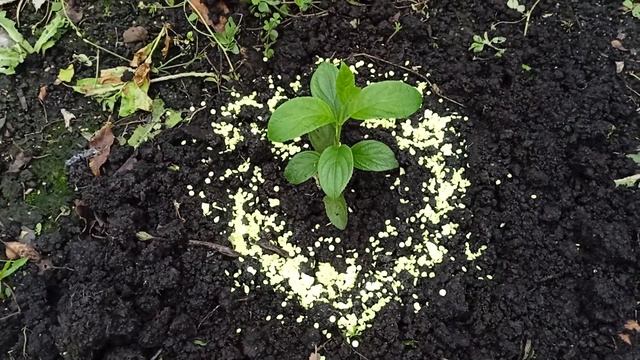 Выращиваю метельчатую гортензию из черенков 27.07.2025 смотреть онлайн