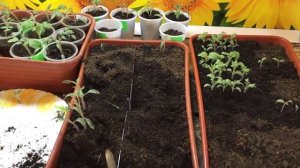 Грунт для рассады. Возможно ли повторное использовани